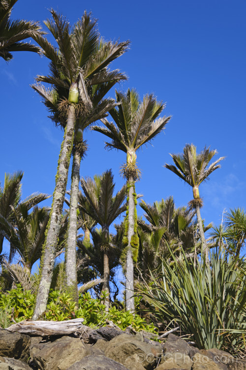 Nikau Palm or Shaving Brush Palm (<i>Rhopalostylis sapida</i>), a New Zealand feather palm also found at 44S in the Chatham Islands, making it the southernmost palm. rhopalostylis-2553htm'>Rhopalostylis.