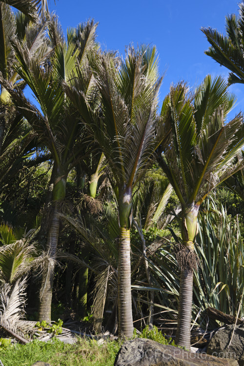 Nikau Palm or Shaving Brush Palm (<i>Rhopalostylis sapida</i>), a New Zealand feather palm also found at 44S in the Chatham Islands, making it the southernmost palm. rhopalostylis-2553htm'>Rhopalostylis.