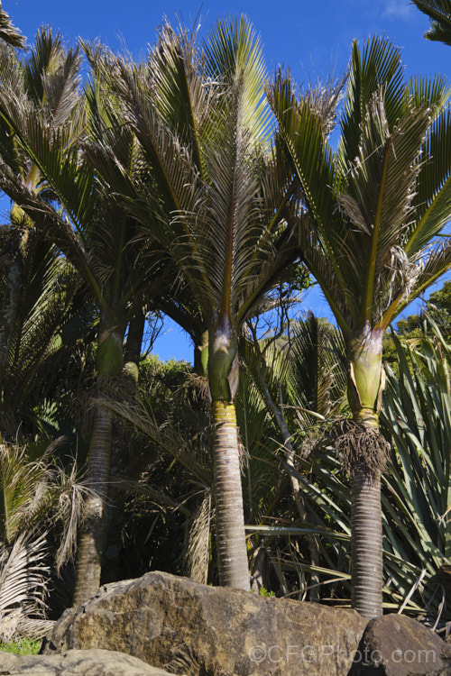 Nikau Palm or Shaving Brush Palm (<i>Rhopalostylis sapida</i>), a New Zealand feather palm also found at 44S in the Chatham Islands, making it the southernmost palm. rhopalostylis-2553htm'>Rhopalostylis.