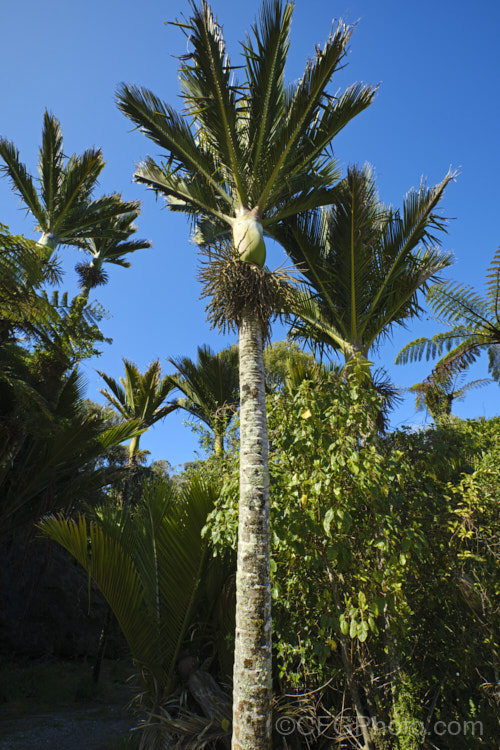 Nikau Palm or Shaving Brush Palm (<i>Rhopalostylis sapida</i>), a New Zealand feather palm also found at 44S in the Chatham Islands, making it the southernmost palm. rhopalostylis-2553htm'>Rhopalostylis.