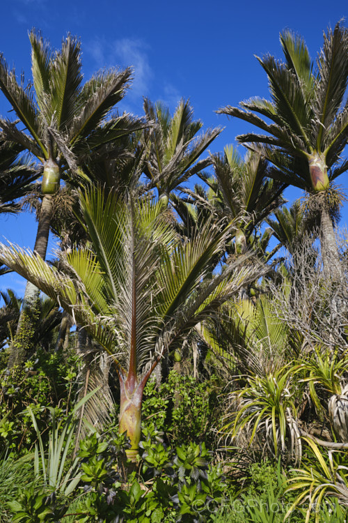 Nikau Palm or Shaving Brush Palm (<i>Rhopalostylis sapida</i>), a New Zealand feather palm also found at 44S in the Chatham Islands, making it the southernmost palm. rhopalostylis-2553htm'>Rhopalostylis.