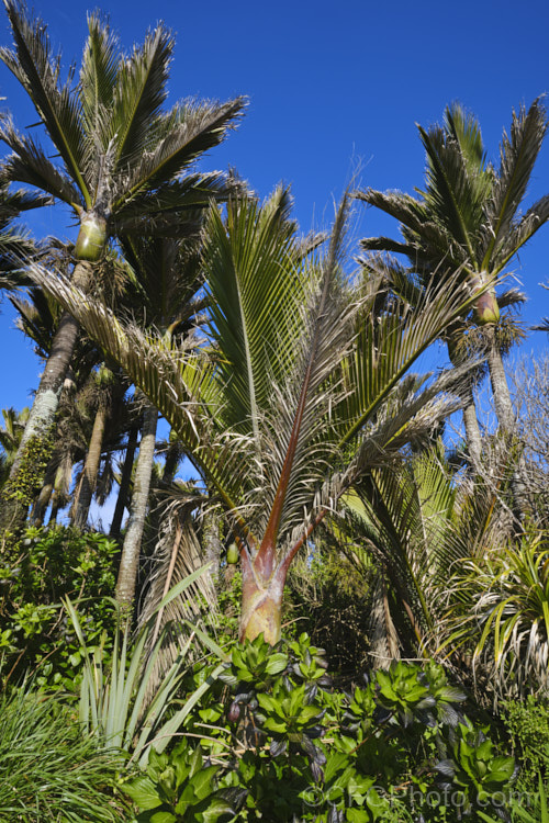 Nikau Palm or Shaving Brush Palm (<i>Rhopalostylis sapida</i>), a New Zealand feather palm also found at 44S in the Chatham Islands, making it the southernmost palm. rhopalostylis-2553htm'>Rhopalostylis.