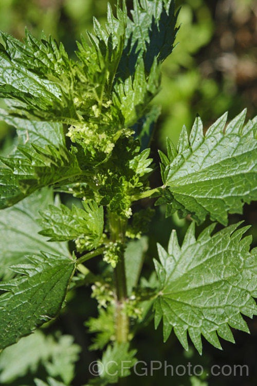 Small. Nettle or Stinging. Nettle (<i>Urtica urens</i>), a widely naturalised. Northern Hemisphere annual that is usually seen as a weed of cultivated ground. Its stinging hairs have a strongly irritant effect. The plant is sometimes used as a vegetable, as cooking destroys the sting. umbilicus-2793htm'>Urtica. <a href='urticaceae-plant-family-photoshtml'>Urticaceae</a>.
