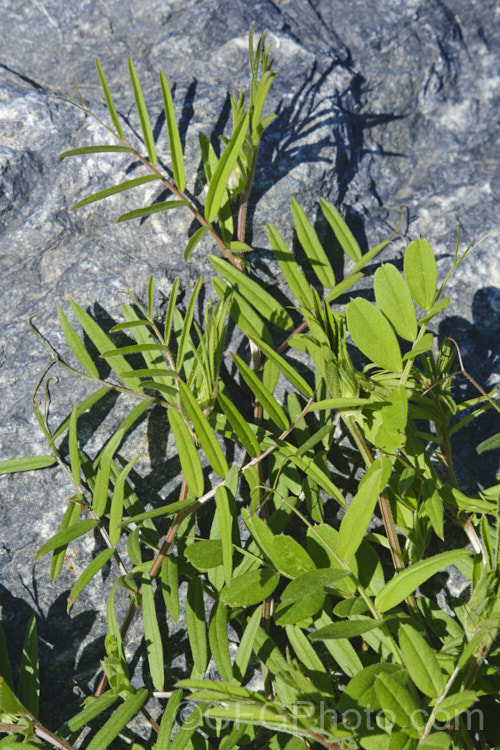 Young foliage of Common Vetch (<i>Vicia sativa</i>), a spring-flowering perennial legume originally native to Eurasia but now widespread and considered a weed in many areas. vicia-3388htm'>Vicia.