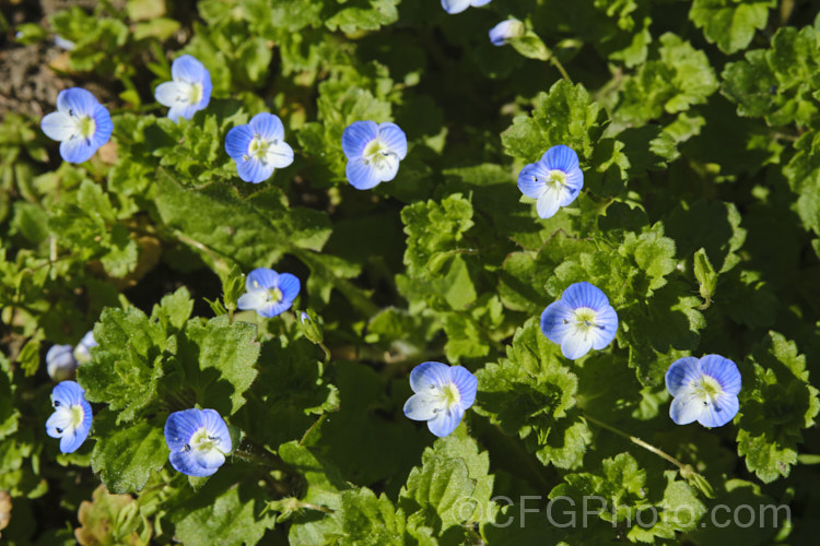 Birdseye. Speedwell, Birdseye. Speedwell, Scrambling. Speedwell, Persian. Speedwell or Common Field Speedwell (<i>Veronica persica</i>), a low, spreading annual that is usually seen as a weed of cultivated ground or pasture. Originally native to Europe it has become widely naturalised