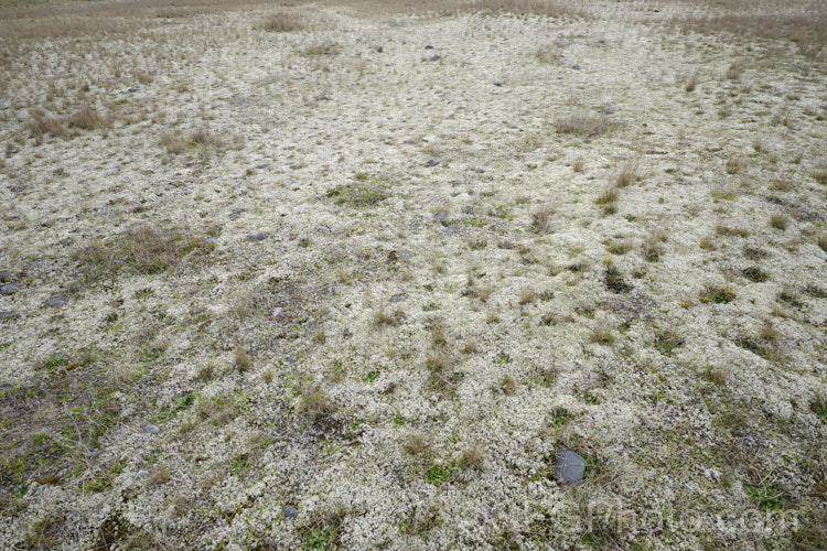 Racomitrium lanuginosum, a silvery-grey moss that is common in the New Zealand high country and often also in open grasslands. It can develop into clumps or simply spread across the surface to form extensive patches. It and similar species also occur in other parts of the world