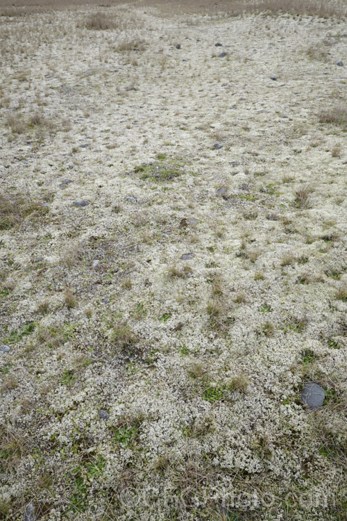 Racomitrium lanuginosum, a silvery-grey moss that is common in the New Zealand high country and often also in open grasslands. It can develop into clumps or simply spread across the surface to form extensive patches. It and similar species also occur in other parts of the world
