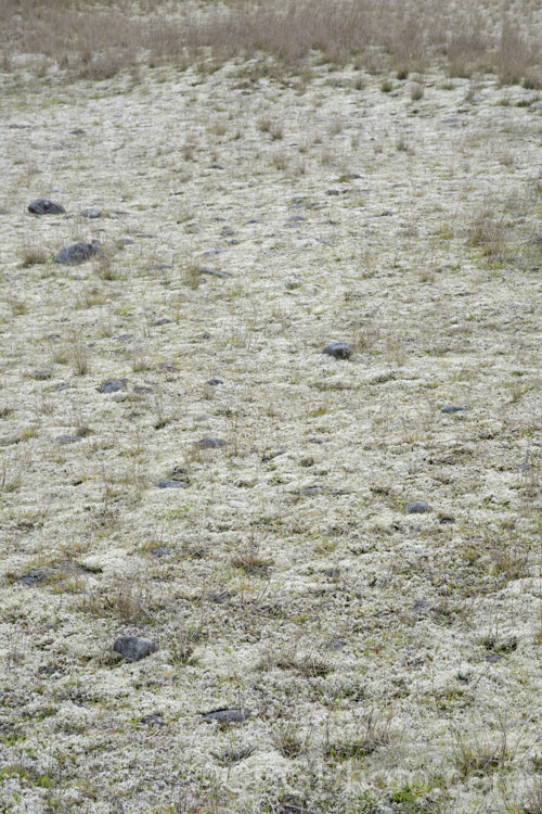 Racomitrium lanuginosum, a silvery-grey moss that is common in the New Zealand high country and often also in open grasslands. It can develop into clumps or simply spread across the surface to form extensive patches. It and similar species also occur in other parts of the world