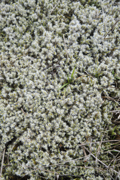 Racomitrium lanuginosum, a silvery-grey moss that is common in the New Zealand high country and often also in open grasslands. It can develop into clumps or simply spread across the surface to form extensive patches. It and similar species also occur in other parts of the world