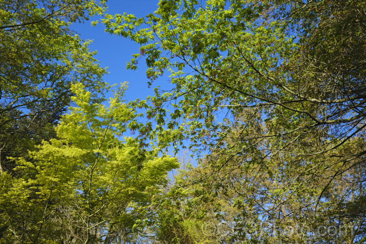 The spring foliage and flowers of Japanese Maples (<i>Acer palmatum</i> cultivars</i>) with the bright yellow-green young leaves of Full Moon. Maple (<i>Acer shirasawanum 'Aureum' [syn. Acer japonicum 'Aureum']). Order: Sapindales, Family: Sapindaceae