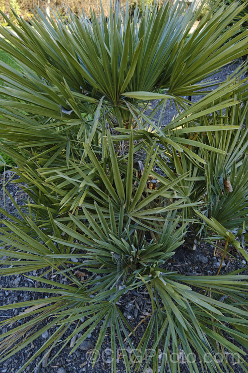 Blue Needle. Palm or Caranday. Palm (<i>Trithrinax campestris</i>), a rugged, 5-6m tall fan palm native to Uruguay and northeastern Argentina. It is a very hardy, drought-tolerant palm that forms natural thickets. Copernicia alba is also known as Caranday. Palm. trithrinax-2556htm'>Trithrinax.