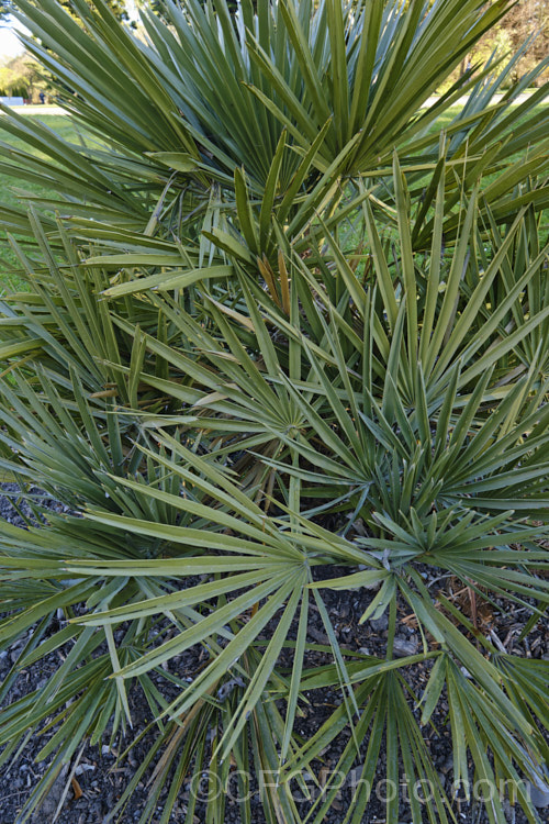 Blue Needle. Palm or Caranday. Palm (<i>Trithrinax campestris</i>), a rugged, 5-6m tall fan palm native to Uruguay and northeastern Argentina. It is a very hardy, drought-tolerant palm that forms natural thickets. Copernicia alba is also known as Caranday. Palm. trithrinax-2556htm'>Trithrinax.