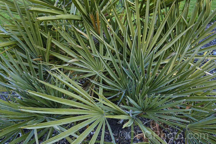 Blue Needle. Palm or Caranday. Palm (<i>Trithrinax campestris</i>), a rugged, 5-6m tall fan palm native to Uruguay and northeastern Argentina. It is a very hardy, drought-tolerant palm that forms natural thickets. Copernicia alba is also known as Caranday. Palm. trithrinax-2556htm'>Trithrinax.