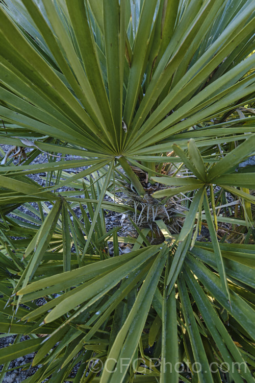 Blue Needle. Palm or Caranday. Palm (<i>Trithrinax campestris</i>), a rugged, 5-6m tall fan palm native to Uruguay and northeastern Argentina. It is a very hardy, drought-tolerant palm that forms natural thickets. Copernicia alba is also known as Caranday. Palm. trithrinax-2556htm'>Trithrinax.