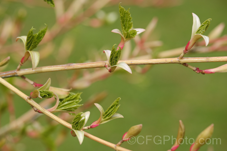 The spring growth of <i>Acer capillipes</i>, showing the new leaves emerging from a pair of distinctively pale bud scales. This 10-13m tall deciduous tree is native to Japan. It has pale-striped, green bark and is therefore commonly known as one of the snakebark maples. The stems are red-tinted when young and the petioles are also reddish, with the whole leaf developing gold to red tones in autumn. Order: Sapindales, Family: Sapindaceae