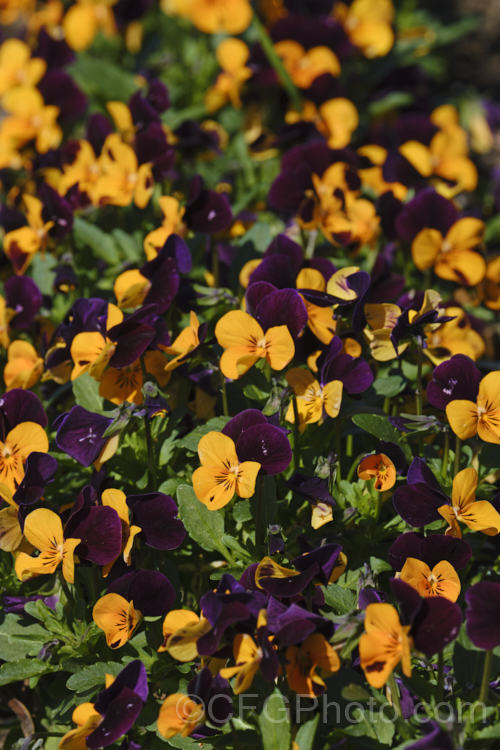 Viola. Sorbet 'Orange Jump. Up', one of several brightly coloured forms in the compact, low-growing, small-flowered Sorbet strain. These plants are ideal for massing as border edging or for container cultivation. The Sorbet series has good heat and cold resistance. viola-2165htm'>Viola. <a href='violaceae-plant-family-photoshtml'>Violaceae</a>.