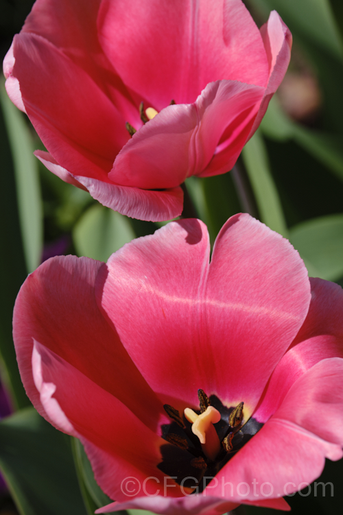 Tulipa 'Pink Impression', a Category 4 or Darwin. Hybrid tulip introduced in 1979 and still widely regarded as the best pink. Darwin tulip. Order: Liliales, Family: Liliaceae