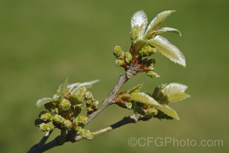 The developing spring foliage of the Dwarf Chestnut. Oak or Dwarf Chinkapin. Oak (<i>Quercus prinoides [syn. Quercus prinus var. humilis]), a deciduous shrub or small tree native to eastern and central North America. It produces acorns in as little as three years from seed and a has strong, almost rhizomatous taproot. Order: Fagales, Family: Fagaceae