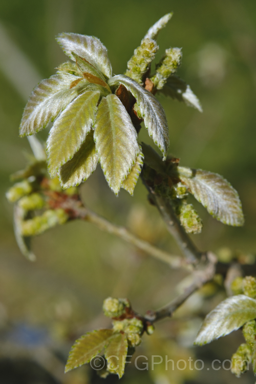 The developing spring foliage of the Dwarf Chestnut. Oak or Dwarf Chinkapin. Oak (<i>Quercus prinoides [syn. Quercus prinus var. humilis]), a deciduous shrub or small tree native to eastern and central North America. It produces acorns in as little as three years from seed and a has strong, almost rhizomatous taproot. Order: Fagales, Family: Fagaceae