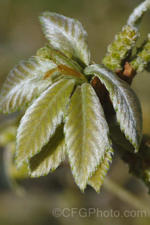 The developing spring foliage of the Dwarf Chestnut. Oak or Dwarf Chinkapin. Oak (<i>Quercus prinoides [syn. Quercus prinus var. humilis]), a deciduous shrub or small tree native to eastern and central North America. It produces acorns in as little as three years from seed and a has strong, almost rhizomatous taproot. Order: Fagales, Family: Fagaceae