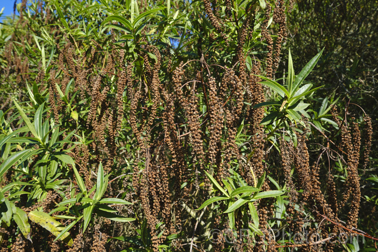 Koromiko (<i>Veronica salicifolia [syn. Hebe salicifolia]), a large evergreen shrub native to New Zealand, where it occurs throughout the South Island and Stewart Island The main flowering period is early summer, but in a mild climate the plant has flowerheads for much of the year. It can grow to as much as 45m high and wide but is easily kept trimmed to a much smaller size