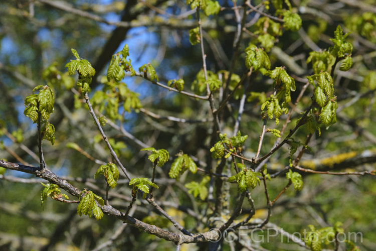 The very young, still expanding spring foliage of the Mongolian Oak (<i>Quercus mongolica</i>), a very frost hardy, deciduous tree native to Japan, Korea, Mongolia and neighbouring areas of China and Siberia. It can grow to as much as 30m tall, though 18m is the norm, an it has a broad and dense crown. Order: Fagales, Family: Fagaceae