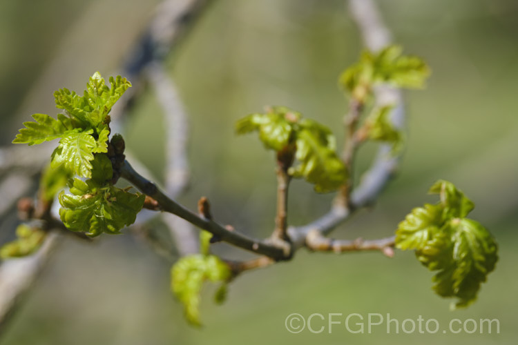 The very young, still expanding spring foliage of the Mongolian Oak (<i>Quercus mongolica</i>), a very frost hardy, deciduous tree native to Japan, Korea, Mongolia and neighbouring areas of China and Siberia. It can grow to as much as 30m tall, though 18m is the norm, an it has a broad and dense crown. Order: Fagales, Family: Fagaceae
