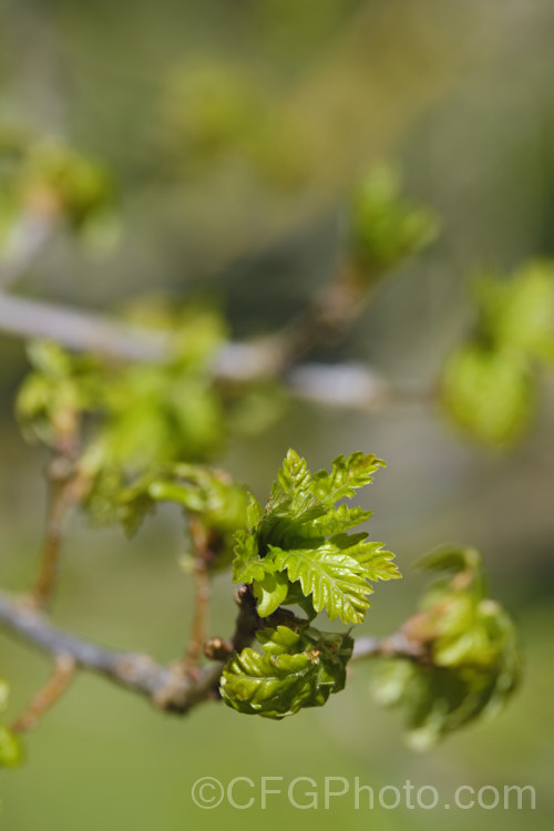 The very young, still expanding spring foliage of the Mongolian Oak (<i>Quercus mongolica</i>), a very frost hardy, deciduous tree native to Japan, Korea, Mongolia and neighbouring areas of China and Siberia. It can grow to as much as 30m tall, though 18m is the norm, an it has a broad and dense crown. Order: Fagales, Family: Fagaceae