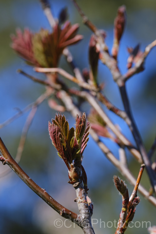 The very young, still expanding spring foliage of Sorbus 'Joseph. Rock', a cultivar, possibly a form of Sorbus rehderiana, collected from the wild in Yunnan, China, in 1932, by plant collector. Joseph. Rock It grows to around 6m tall, has blue-green pinnate foliage, and clusters of small white flowers in spring that are followed by yellow fruits that contrast with the red-brown autumn foliage. The spring foliage is also red-tinted. sorbus-2143htm'>Sorbus.