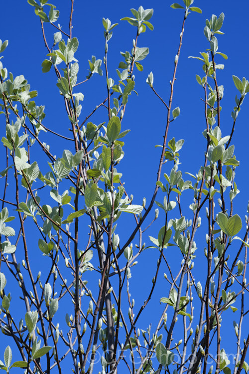 Whitebeam (<i>Sorbus aria</i>) in early spring, with developing new foliage. This deciduous tree is found in the mountains of Europe. The white spring flowers are followed by 10-12mm diameter, orange-red fruit that matures from early autumn. sorbus-2143htm'>Sorbus.