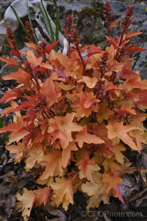 Heuchera 'Autumn. Glow', a compact evergreen or near evergreen perennial grown mainly for its warm russet-toned foliage which has reddish undersides, intensifying in colour in winter. Its flowers are small, white, and borne in early summer on wiry stems up to 45cm tall heuchera-2441htm'>Heuchera. <a href='saxifragaceae-plant-family-photoshtml'>Saxifragaceae</a>.