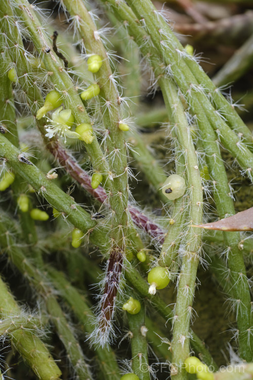 Mistletoe Cactus (<i>Rhipsalis baccifera</i>), a very fine-stemmed trailing cactus native the occurs around and through the Caribbean, and also in tropical Africa and Sri. Lanka, making it the only cactus to occur naturally outside theAmericas. Its spines are reduced to thickened white hairs and its small translucent white flowers are followed by similarly coloured fruits