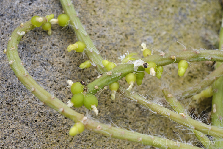 Mistletoe Cactus (<i>Rhipsalis baccifera</i>), a very fine-stemmed trailing cactus native the occurs around and through the Caribbean, and also in tropical Africa and Sri. Lanka, making it the only cactus to occur naturally outside theAmericas. Its spines are reduced to thickened white hairs and its small translucent white flowers are followed by similarly coloured fruits