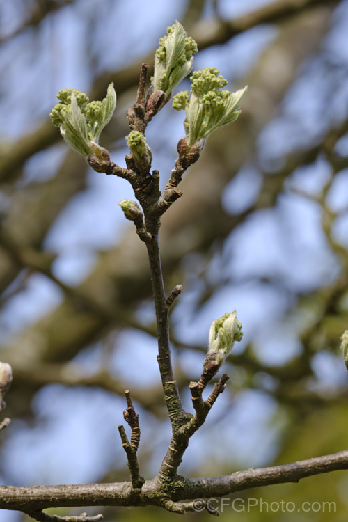 New spring growth of the Bastard. Service. Tree (<i>Sorbus x thuringiaca</i>),a hybrid between the mountain ash (<i>Sorbus aucuparia</i>) and the whitebeam (<i>Sorbus aria</i>). The foliage is an interesting intermediate between the two species; not pinnate like the mountain ash, but shaped like the rounded leaves of the whitebeam though with lobes. The flowers are white and the fruits are orange. sorbus-2143htm'>Sorbus.