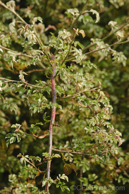 Rosa wichuraiana 'Variegata', a cream- and pink-variegated foliage form of the Memorial. Rose, a scrambling climbing shrub native to Japan, Korea, Taiwan and nearby parts of China. It is considerably less vigorous than the species. Order: Rosales, Family: Rosaceae