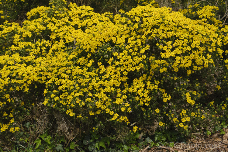 Dwarf Gorse (<i>Ulex minor</i>), a 1m high x 1.5m wide, western European shrub with densely spiny green branches. For much of the year it is leafless, but when its flower it produces a few true leaves around the flowerheads. It flowers in autumn and in mild climates will also bloom in spring. It does not have the invasive habits of Ulex europaeus. ulex-2750htm'>Ulex.