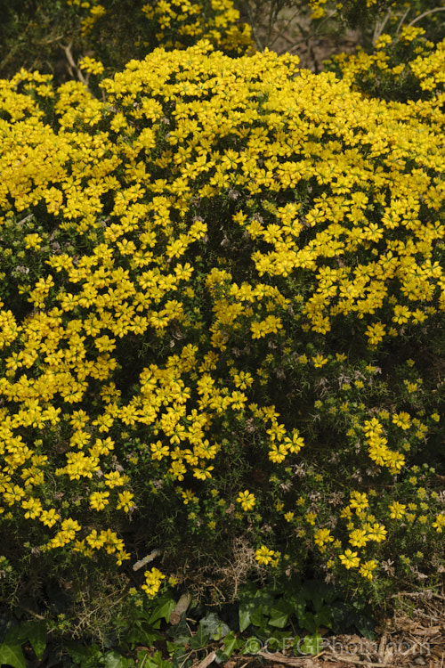 Dwarf Gorse (<i>Ulex minor</i>), a 1m high x 1.5m wide, western European shrub with densely spiny green branches. For much of the year it is leafless, but when its flower it produces a few true leaves around the flowerheads. It flowers in autumn and in mild climates will also bloom in spring. It does not have the invasive habits of Ulex europaeus. ulex-2750htm'>Ulex.