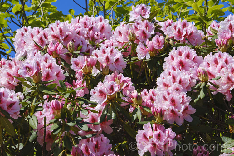 Rhododendron 'Mrs GW. Leak' ('Coombe. Royal' x 'Chevalier. Felix de Sauvage'), a 2-4m high shrub raised by Koster of Holland before 1934The boldly marked flowers are usually abundant and very distinctive with the red flare in the throat