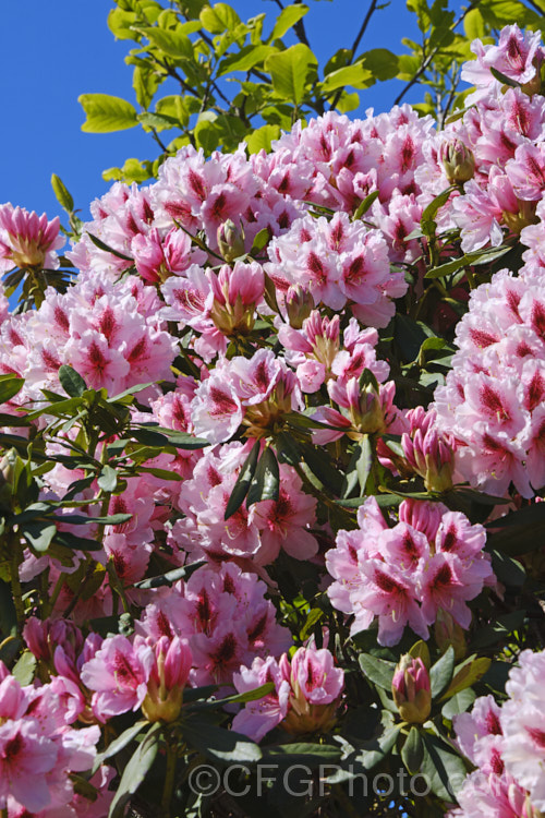 Rhododendron 'Mrs GW. Leak' ('Coombe. Royal' x 'Chevalier. Felix de Sauvage'), a 2-4m high shrub raised by Koster of Holland before 1934The boldly marked flowers are usually abundant and very distinctive with the red flare in the throat
