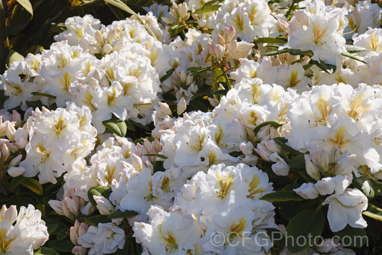 Rhododendron 'White Gold' ('Mrs JG. Millais' x 'Cheyenne'), a medium-sized to large shrub raised in 1979 by Greer of the United States. Its grows to over 2m tall and has trusses of up to 12 white flowers with deep gold throat markings, opening from pink-tinted buds