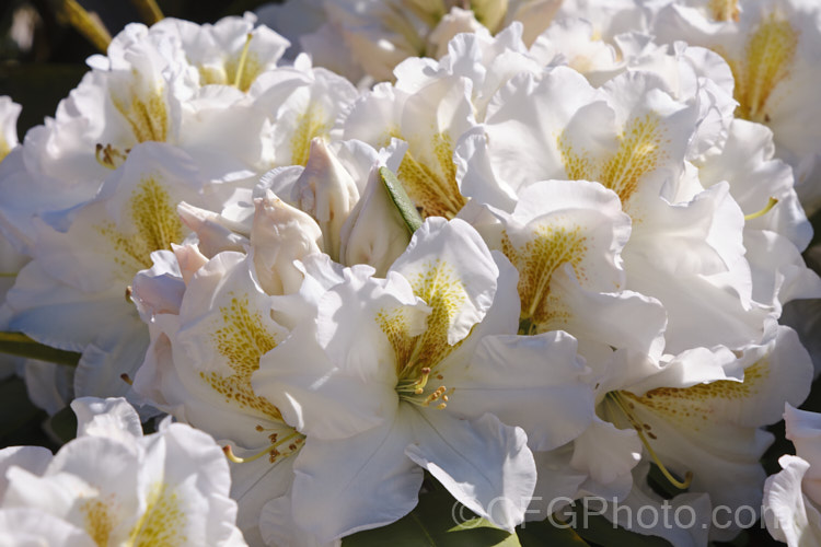 Rhododendron 'White Gold' ('Mrs JG. Millais' x 'Cheyenne'), a medium-sized to large shrub raised in 1979 by Greer of the United States. Its grows to over 2m tall and has trusses of up to 12 white flowers with deep gold throat markings, opening from pink-tinted buds