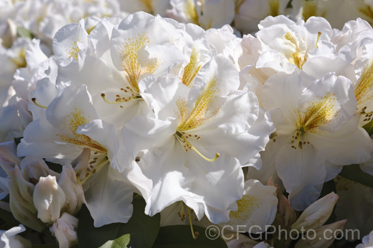 Rhododendron 'White Gold' ('Mrs JG. Millais' x 'Cheyenne'), a medium-sized to large shrub raised in 1979 by Greer of the United States. Its grows to over 2m tall and has trusses of up to 12 white flowers with deep gold throat markings, opening from pink-tinted buds