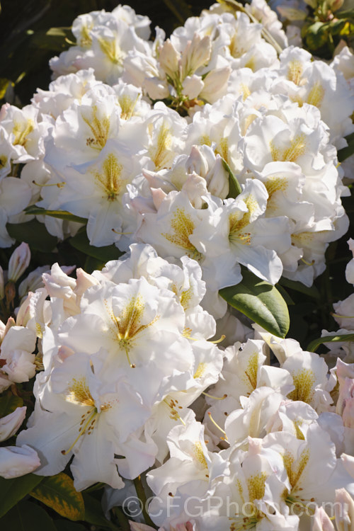 Rhododendron 'White Gold' ('Mrs JG. Millais' x 'Cheyenne'), a medium-sized to large shrub raised in 1979 by Greer of the United States. Its grows to over 2m tall and has trusses of up to 12 white flowers with deep gold throat markings, opening from pink-tinted buds