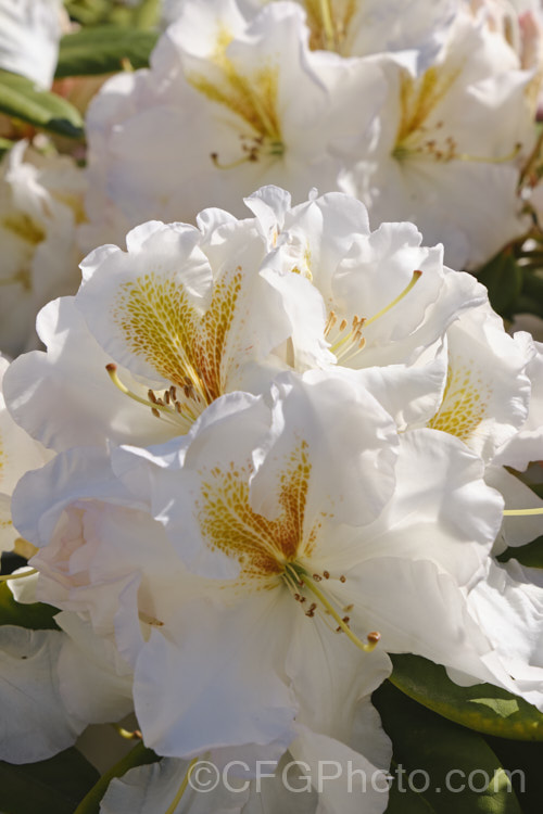 Rhododendron 'White Gold' ('Mrs JG. Millais' x 'Cheyenne'), a medium-sized to large shrub raised in 1979 by Greer of the United States. Its grows to over 2m tall and has trusses of up to 12 white flowers with deep gold throat markings, opening from pink-tinted buds