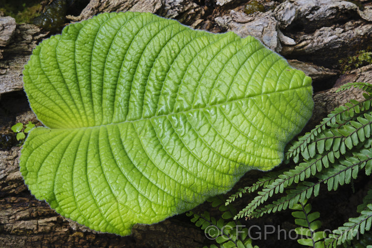 Streptocarpus wendlandii, a monocarpic. South African. Cape Primrose that has just one very large (up to 75 x 60cm</i>), velvety leaf and sprays of tiny mauve flowers. This example had germinated in a crack in a rotting log. While the rather light colour suggests a lack of nitrogen, it was otherwise healthy. Order: Lamiales, Family: Gesneriaceae