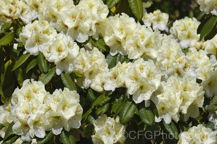 Rhododendron 'Phyllis. Korn' ('Diane' x 'Gomer. Waterer'), an upright, 3m tall, mid-season-blooming bush with flowers that are a pale cream with a contrasting red-brown blotch. It was raised in 1981 by Korn and Shrauger of the United States