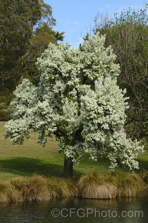 Manchurian Crabapple (<i>Malus baccata var. mandshurica</i>), a relatively small deciduous tree native to northern China. It is a natural variety of the Siberian Crabapple and its spring-borne clusters of 30mm wide flowers are always followed by 1cm wide, red fruits, unlike the variably coloured yellow to red fruits of the typical species form. Order: Rosales, Family: Rosaceae