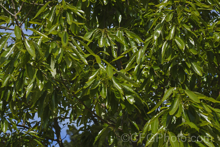 The spring foliage of the Chinese Cork. Oak or Oriental Oak (<i>Quercus variabilis</i>), a round-headed deciduous oak to 25m tall, found in China, Japan and Korea. The bristly-cupped acorns take around 18 months to mature