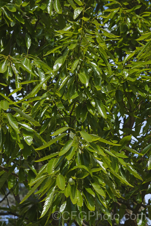 The spring foliage of the Chinese Cork. Oak or Oriental Oak (<i>Quercus variabilis</i>), a round-headed deciduous oak to 25m tall, found in China, Japan and Korea. The bristly-cupped acorns take around 18 months to mature