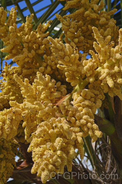 The spring-borne flower display of Chinese Windmill. Palm, Chusan. Palm or Hemp. Palm (<i>Trachycarpus fortunei</i>), a tough 10-20m tall fibrous-trunked fan palm from central and eastern China and Burma. A widely grown palm due to its hardiness but inclined to become rather ragged in exposed locations. The large flower heads are followed by blue-black fruits. trachycarpus-2555htm'>Trachycarpus.